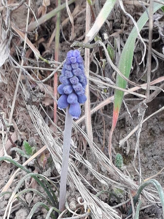 Szafirek miękkolistny 8