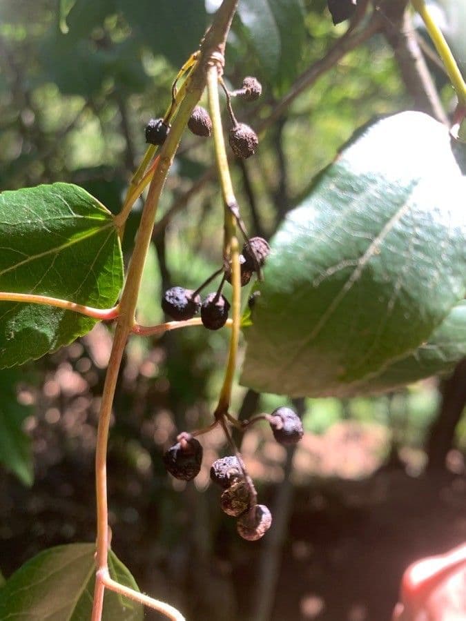 Aristotelia chilensis 2