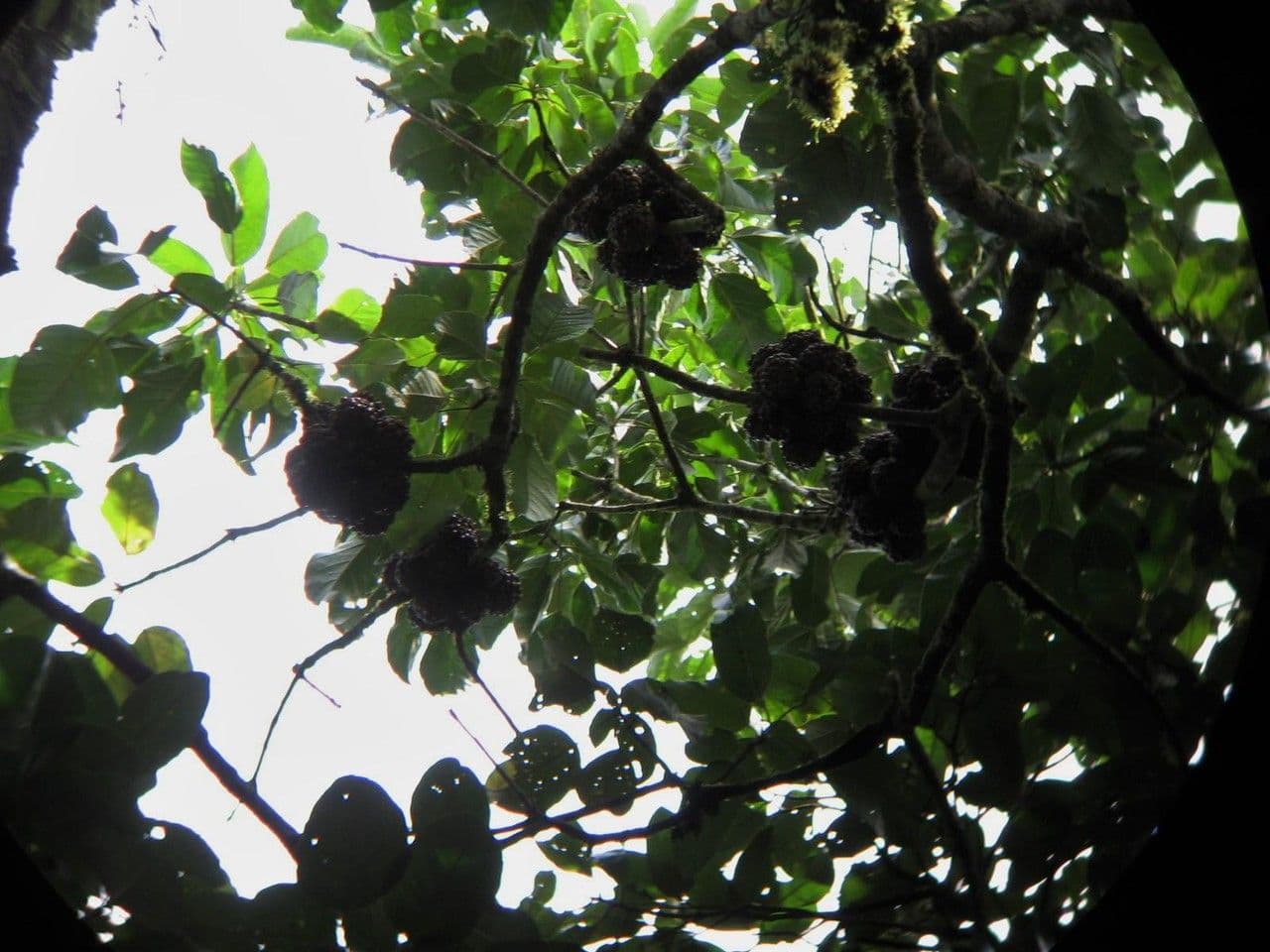 Dendropanax 2