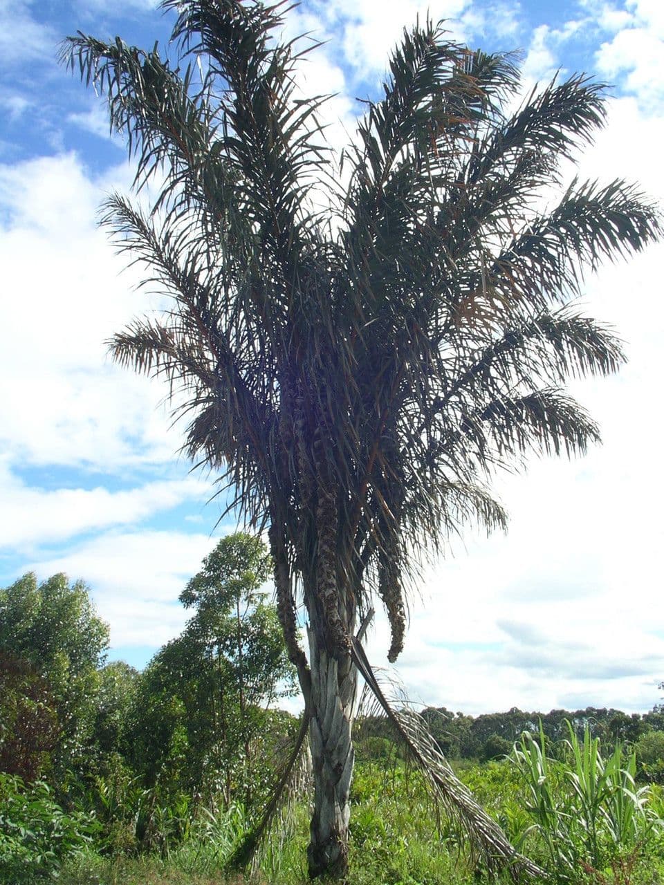 Palma da rafia 8
