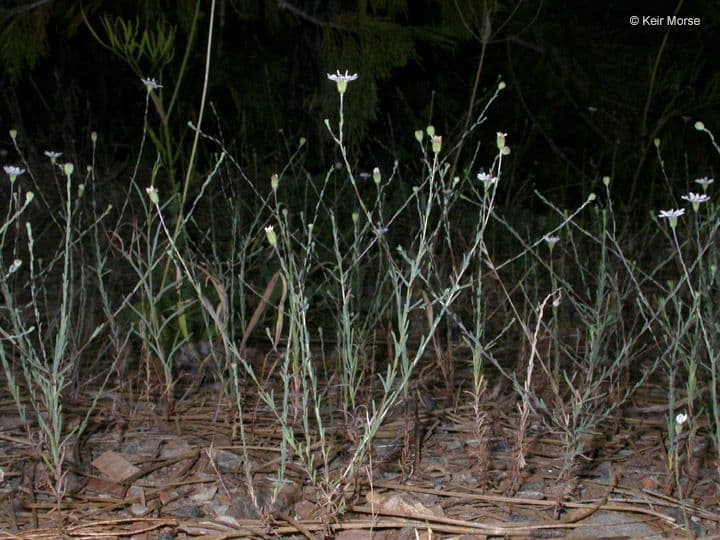 Blepharipappus 9