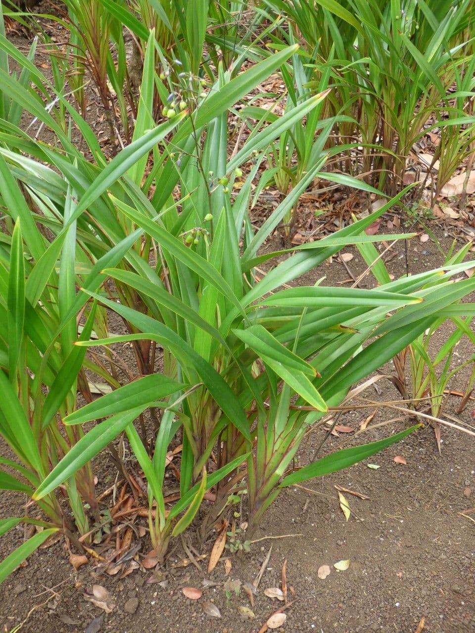 Dianella modrá 15