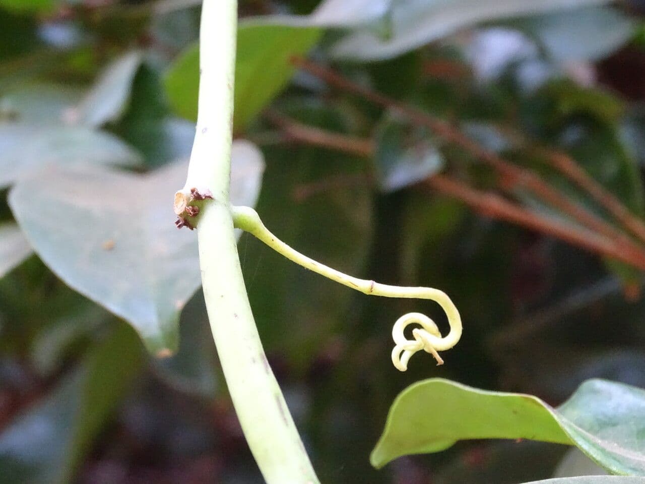 Aralienblättrige Cissus 3