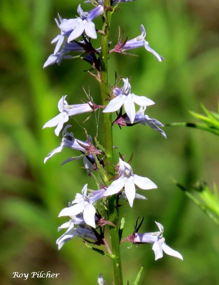 Lobelia spicata 4