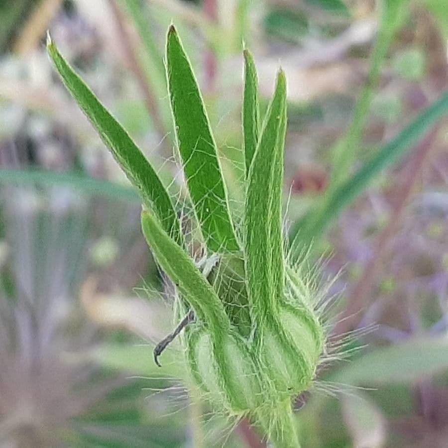 Gittaione 3