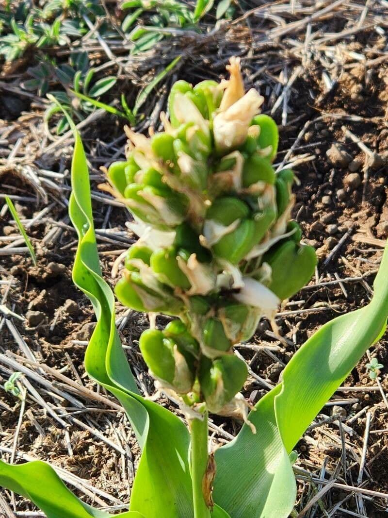 Clorofito 2
