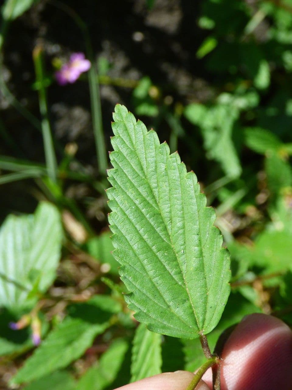 Pyramidenblume 19