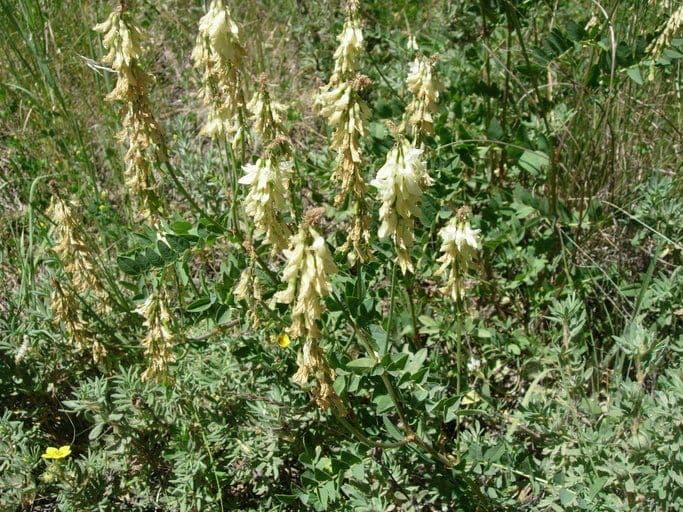 Erba croce gialla 3