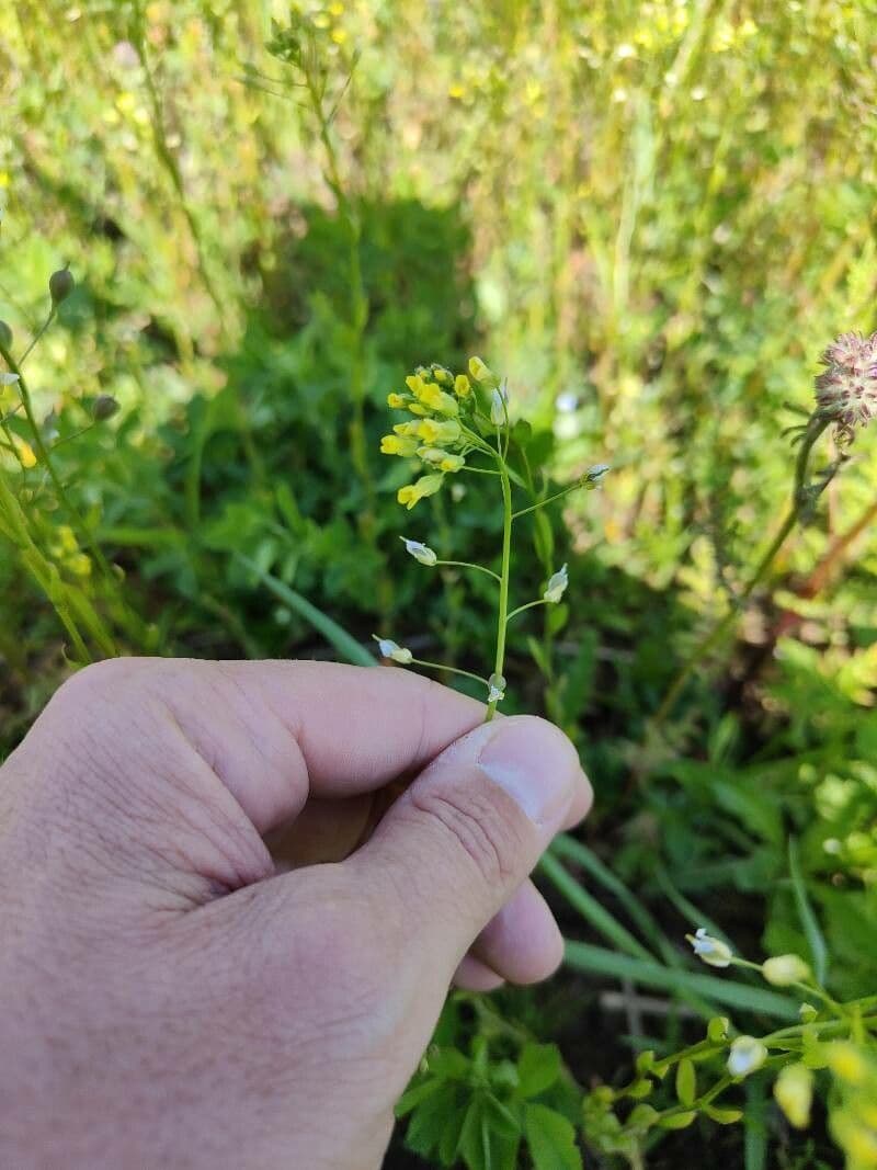 Camelina 9