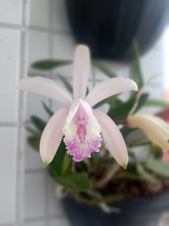 Cattleya 2