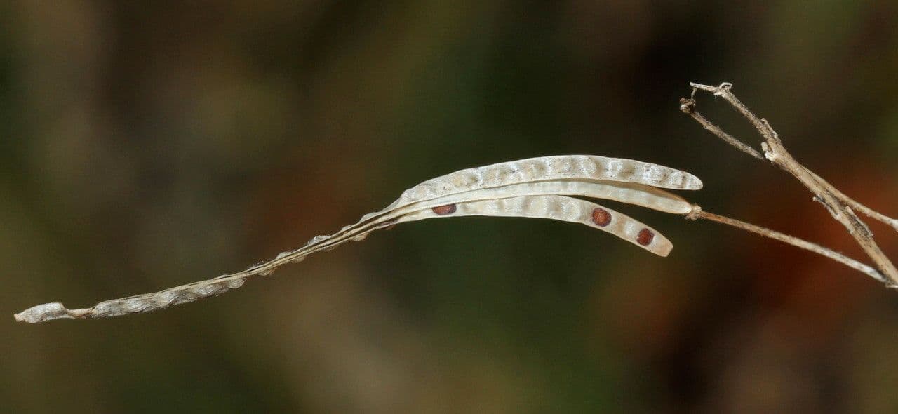 Arabetta alpina 2