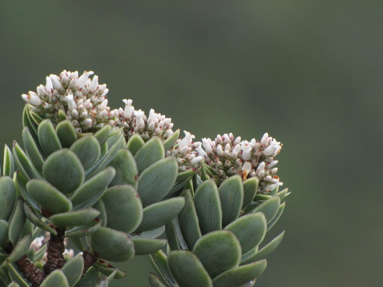 Cyathopsis 14
