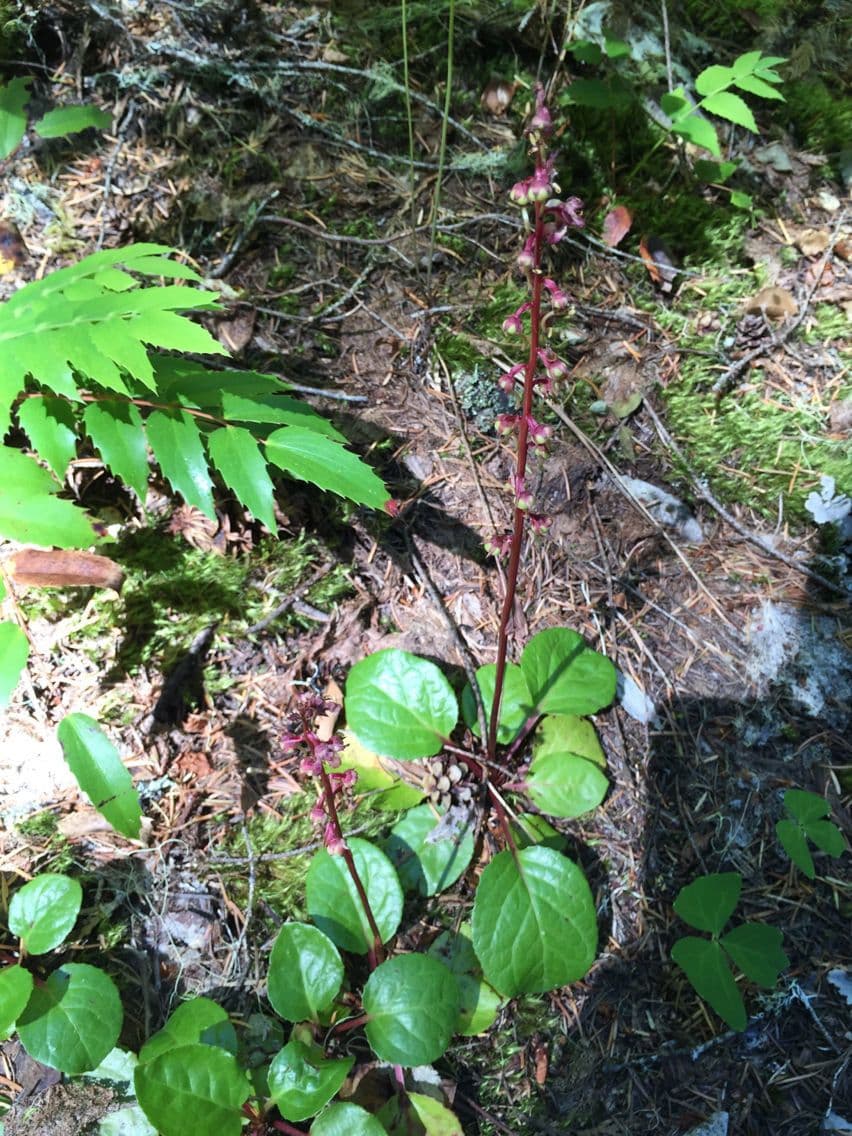 Pirolo asariforme 9
