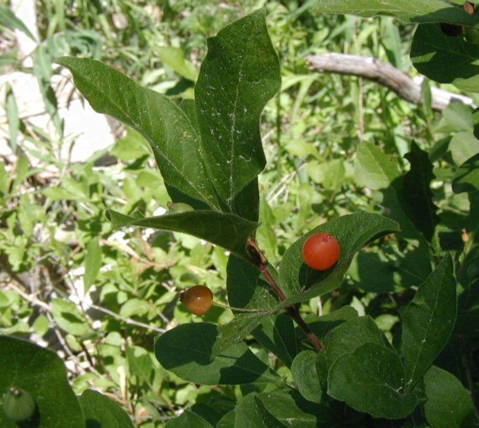 Caprifoglio
