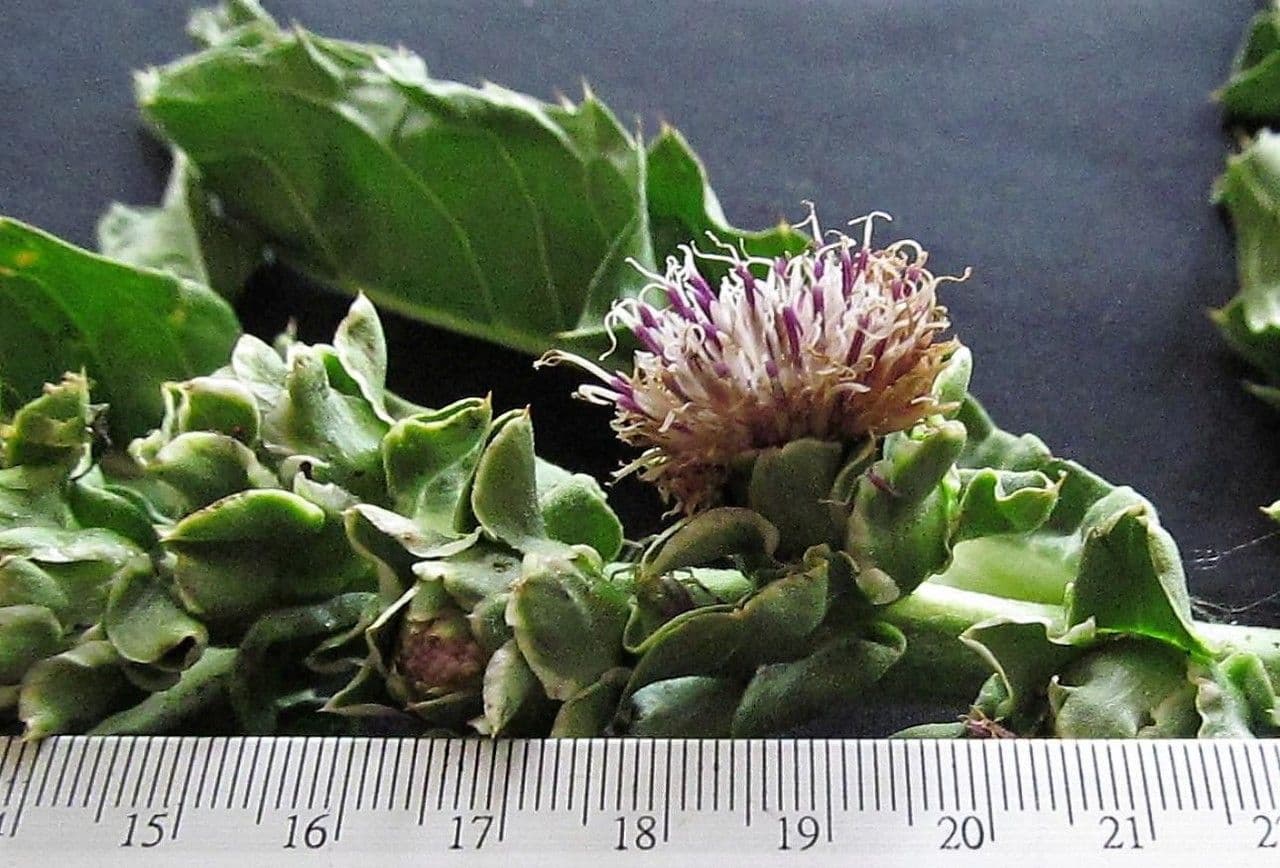 Essbare Pacourina 9