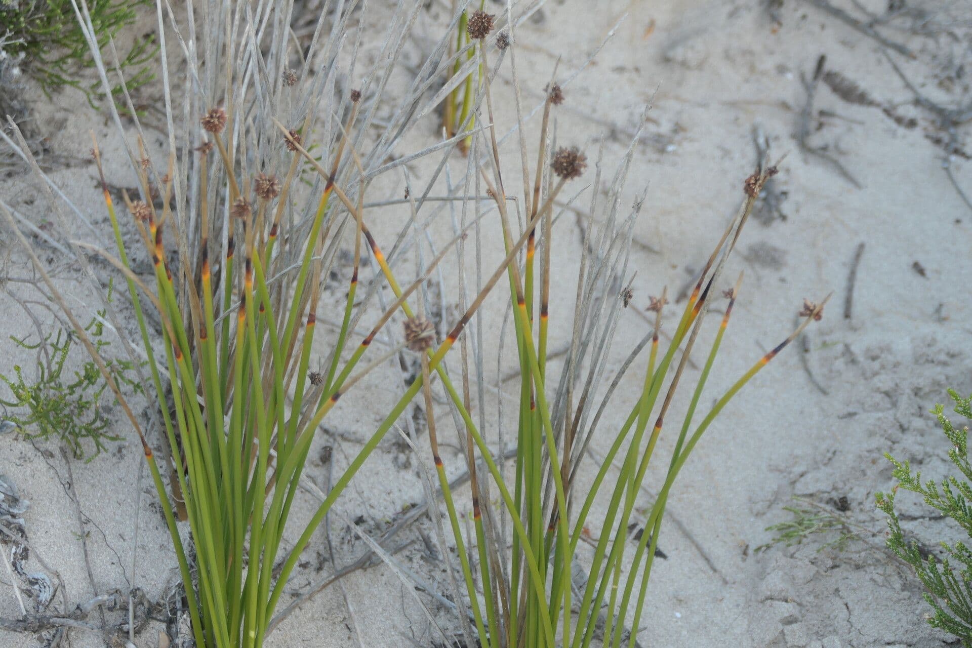 Ficinia nodosa 3