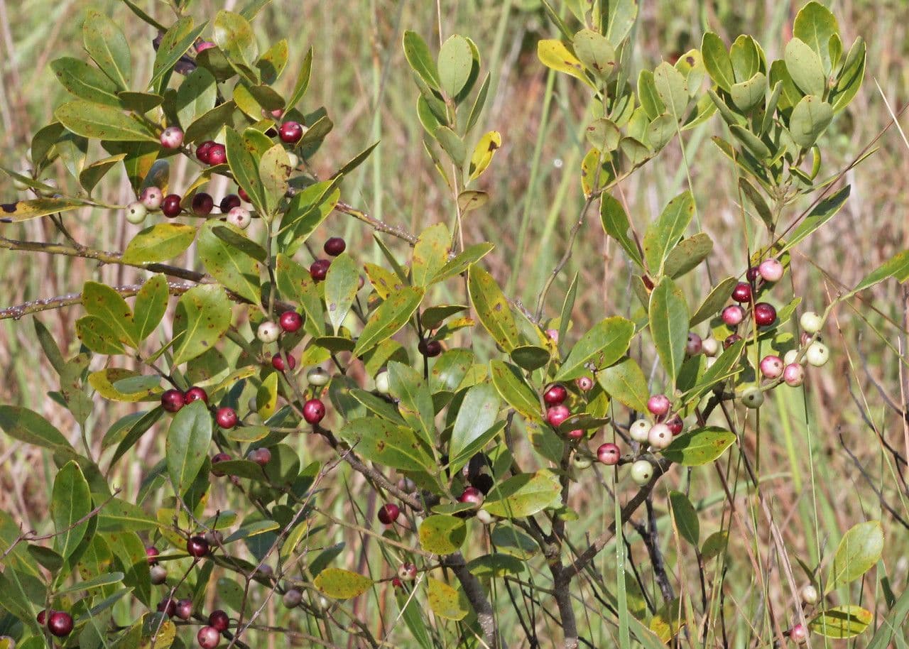 Ilex glabra 11