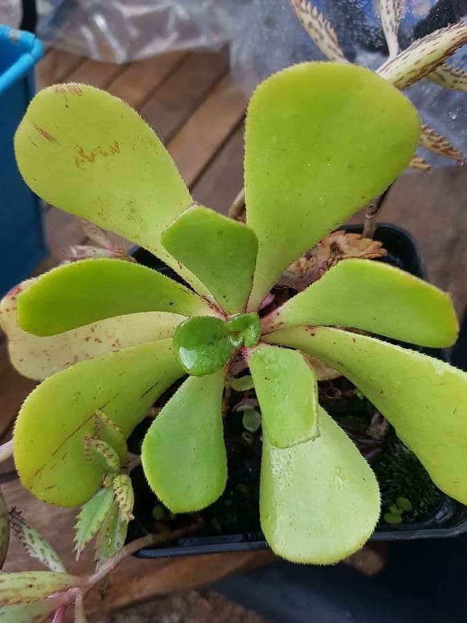 Aeonium 7