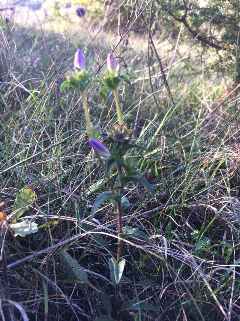 Campanula 7