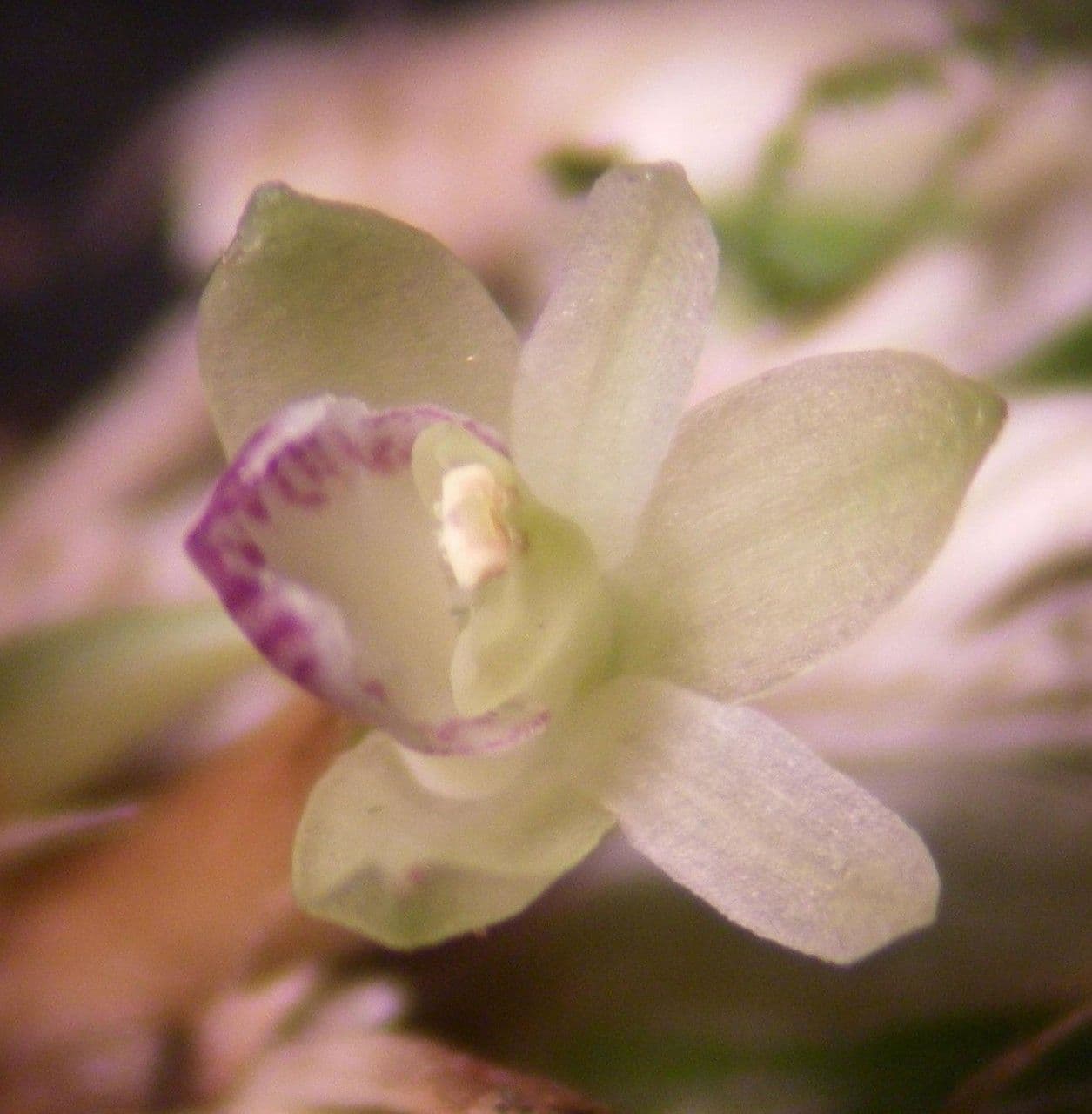 Scaphyglottis 5