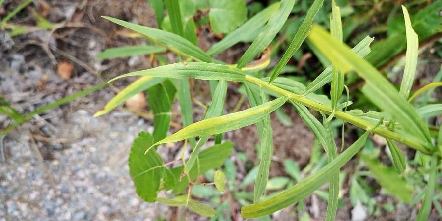 Euthamia graminifolia 25