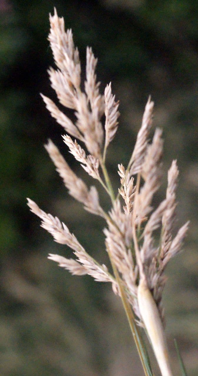 Sporobolus 5