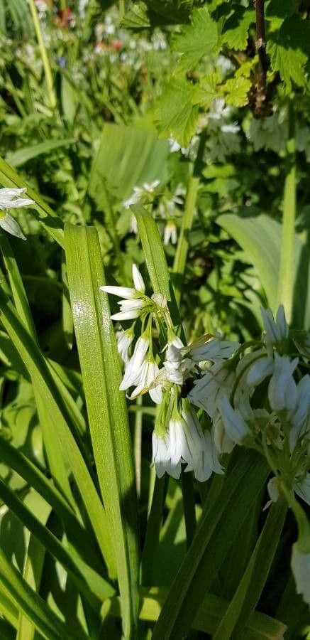 Ail à trois angles