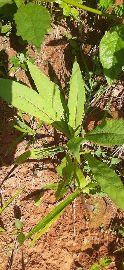 Lactuca indica 8