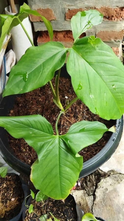 Syngonium 9