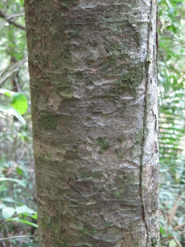 Paramachaerium