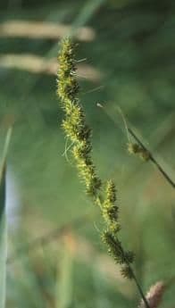 Carex vulpinoidea 7