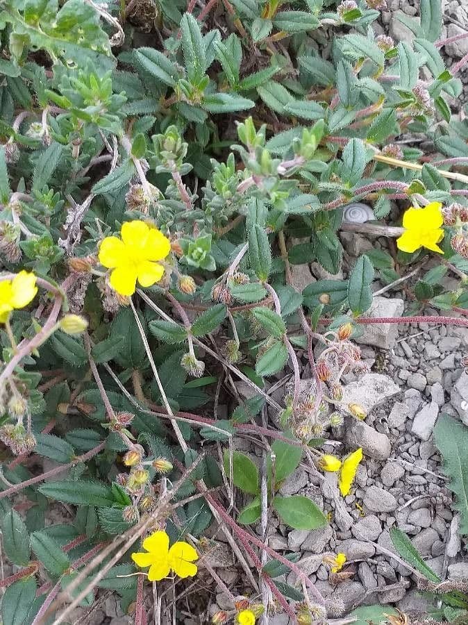 Cincoenrama de primavera 7