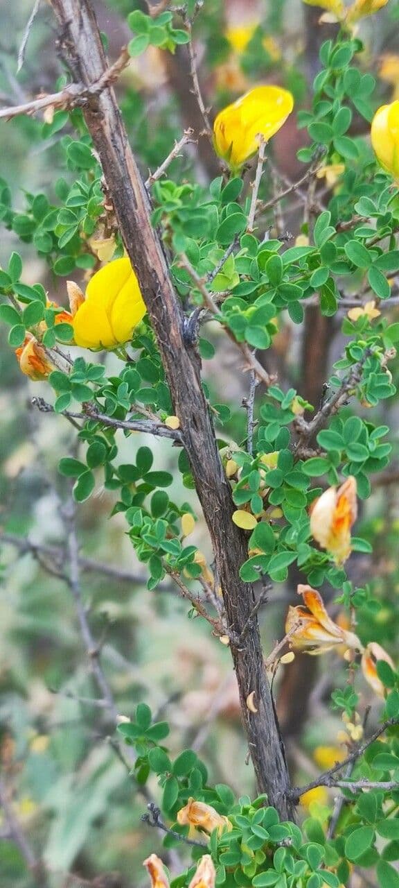 Adenocarpus 16