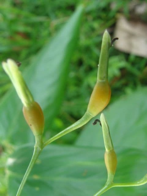 Maranta 3