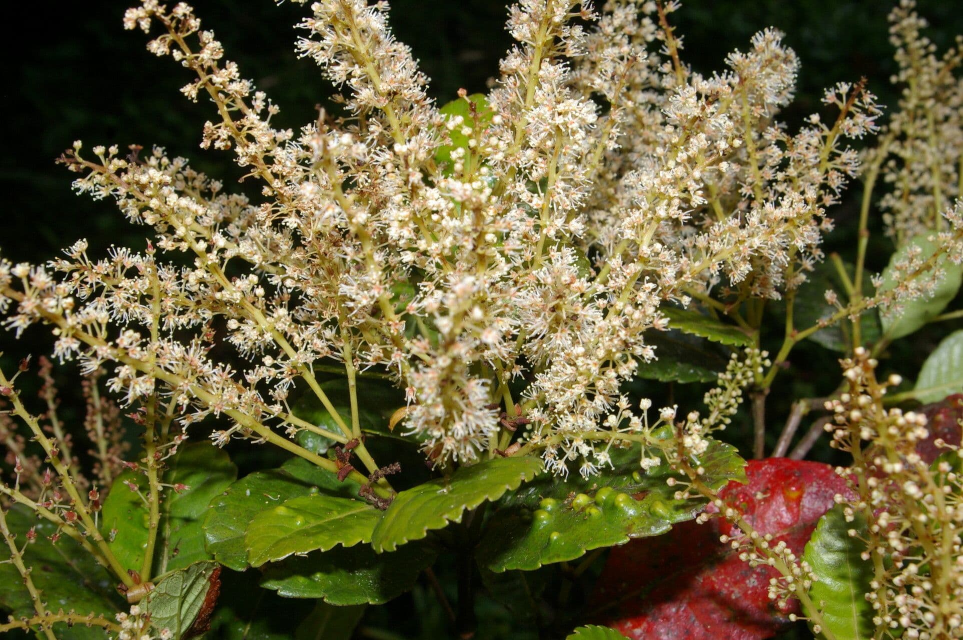 Weinmannia balbisiana