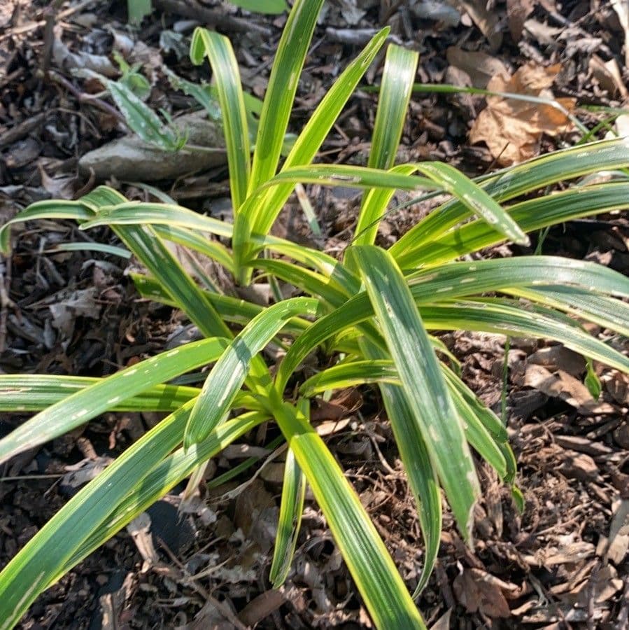 Stinking sedge 17