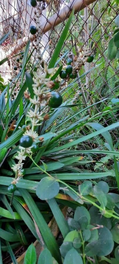Liriope 2