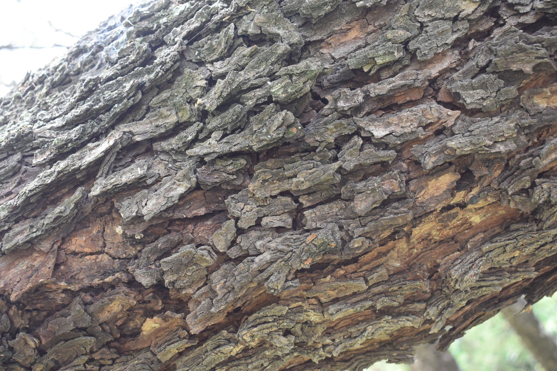 Prosopis 11