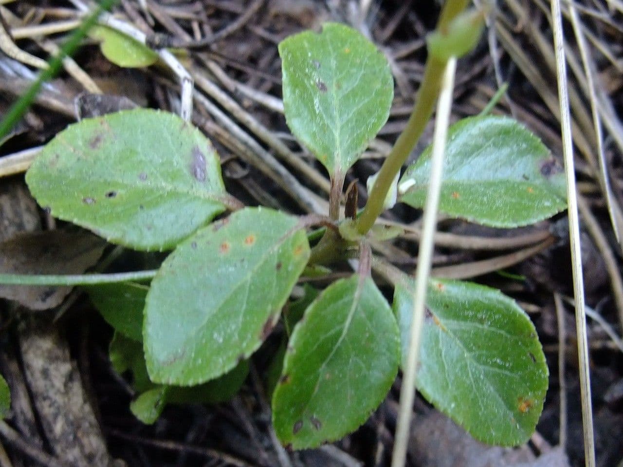 Serrated-wintergreen 13