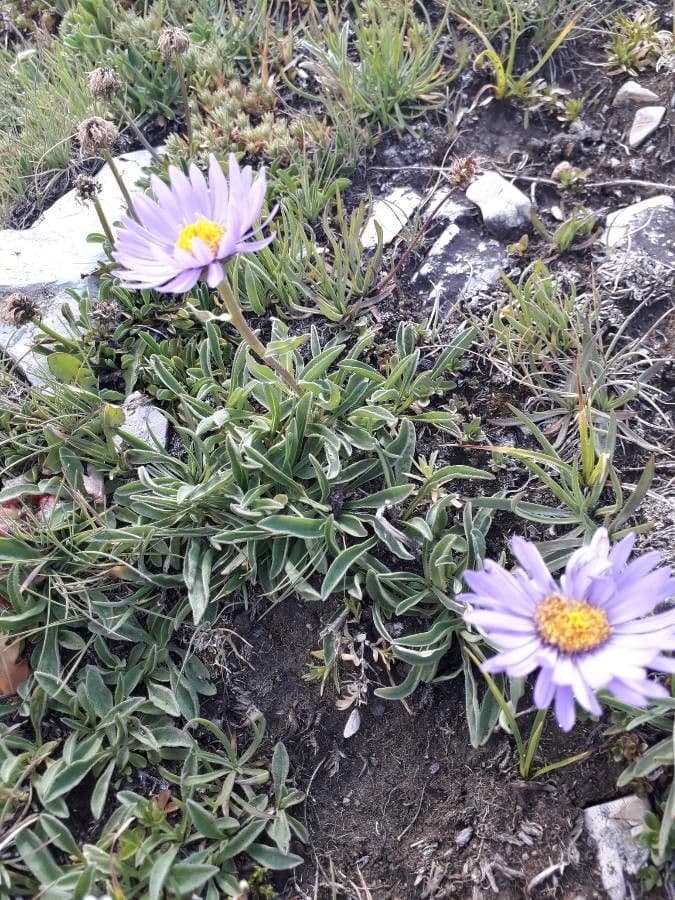Alpen-Aster 27