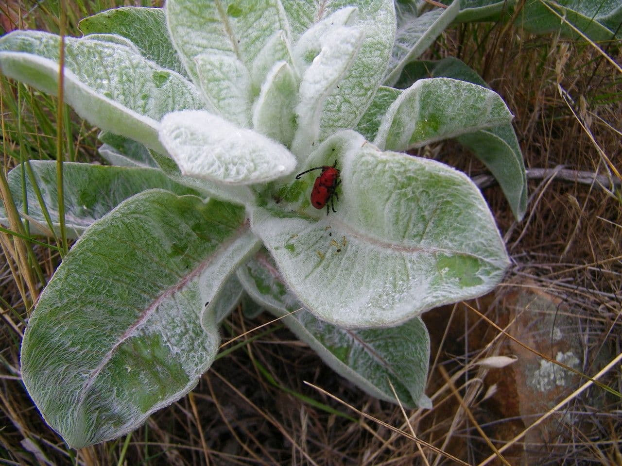 Asclepias 14