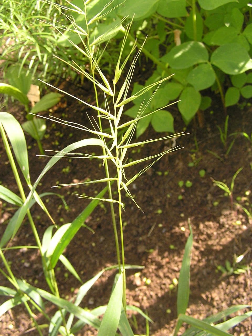 Morronea arundinariae