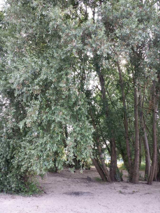 Silber-Weide 11