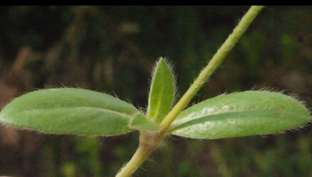 Alternanthera sessilis 13