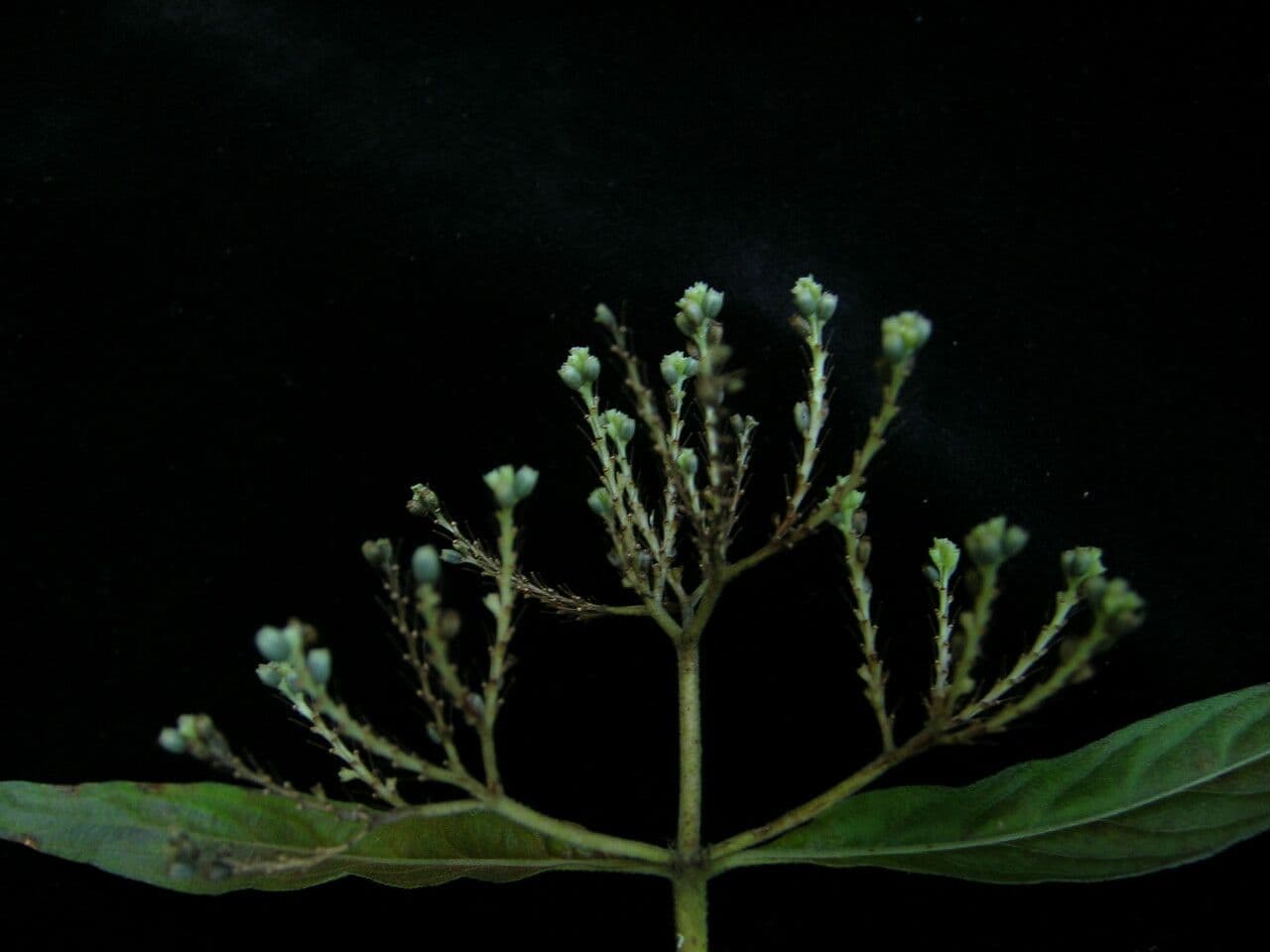 Knoxia 2