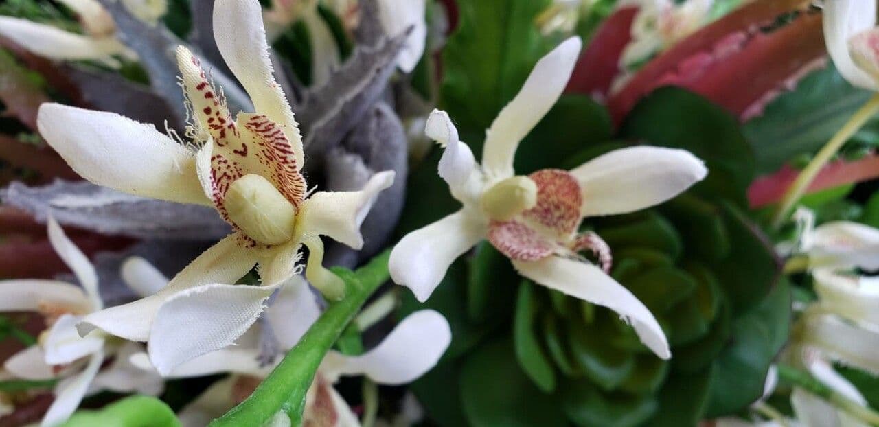 Vanda 3