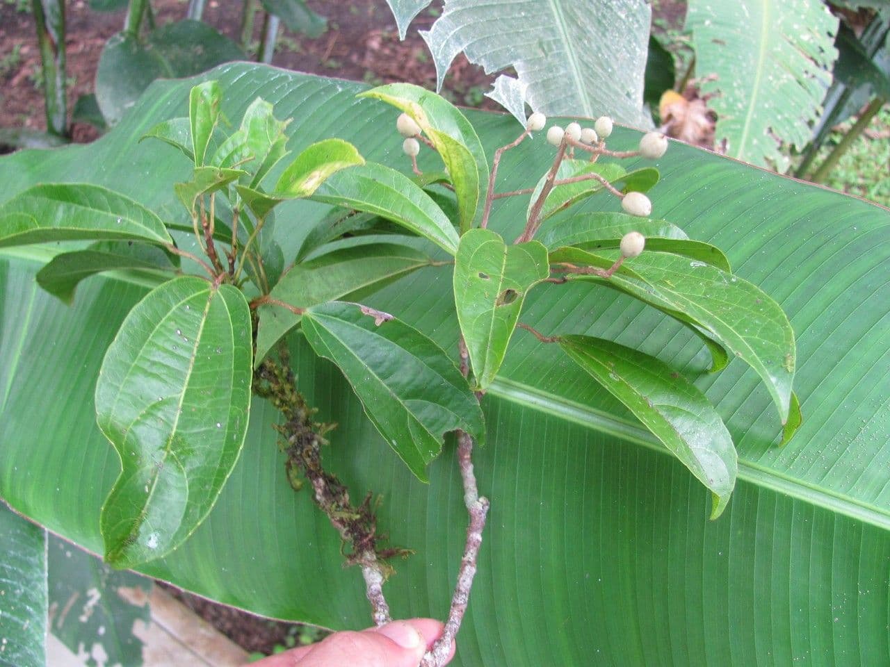 Lindens Pleuranthodendron 11