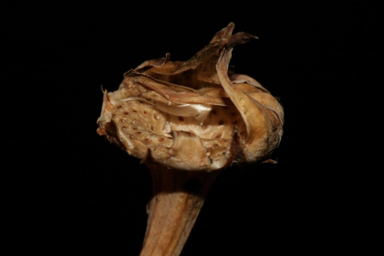 Grattalingua 4