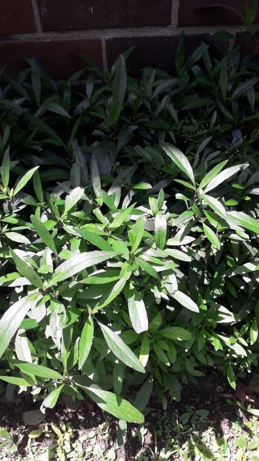 Ruellia simplex 10