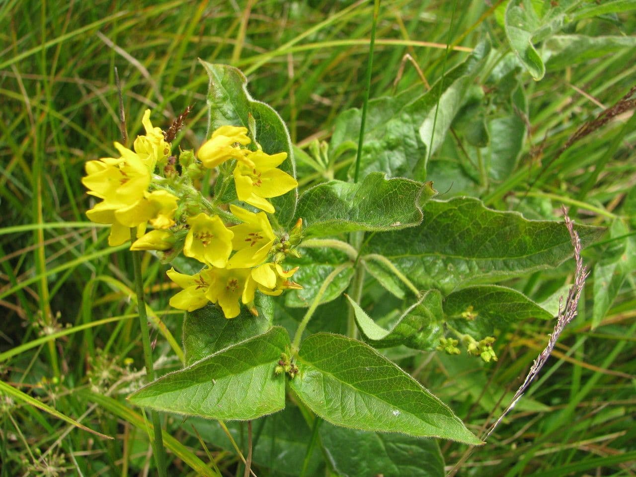 Lisimaquia 27